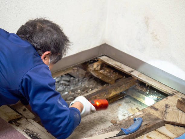 Best Mold Testing and Inspection Services in Chandler, TX