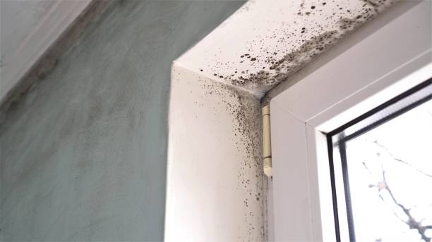 Best Emergency Mold Remediation in Chandler, TX