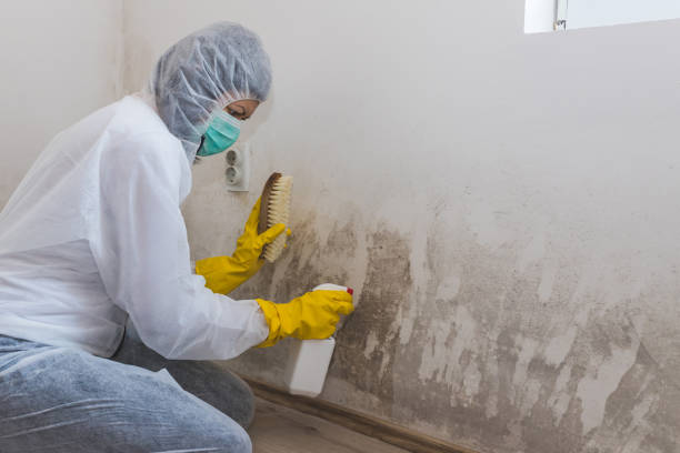 Best White Mold Remediation in Chandler, TX