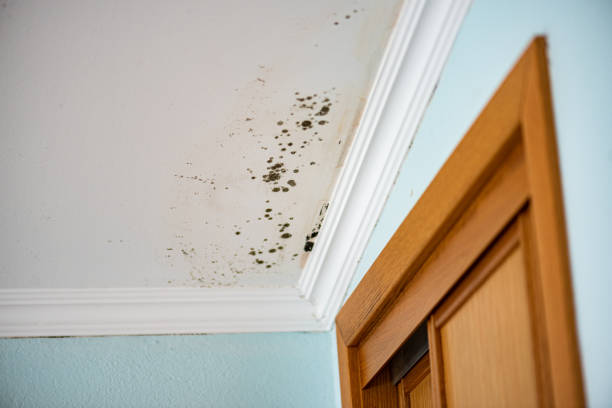 Trusted Chandler, TX Mold Remediation Experts