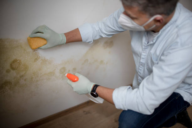 Best Industrial Mold Remediation in Chandler, TX