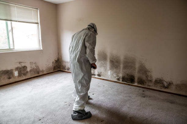 Best Mold Testing and Inspection Services in Chandler, TX