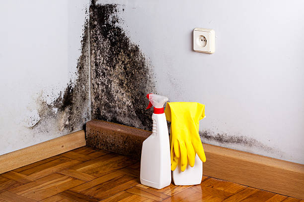 Best Preventive Mold Services in Chandler, TX