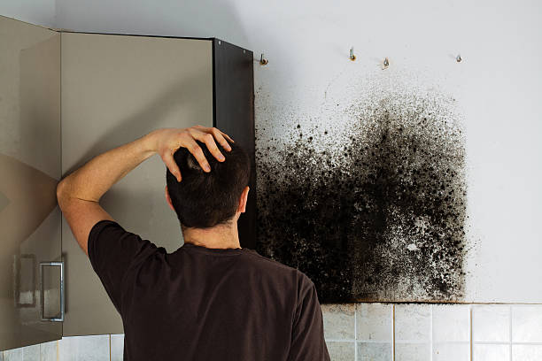 Best Insurance-Related Mold Remediation in Chandler, TX