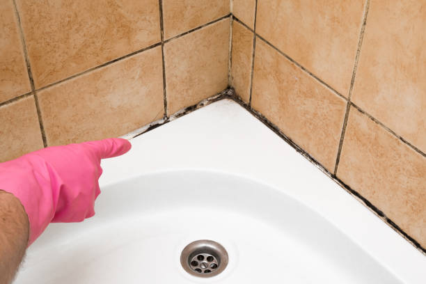 Best Attic Mold Remediation in Chandler, TX