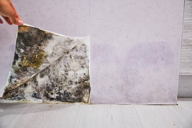Best DIY Mold Remediation Support Services in Chandler, TX